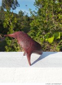 Abbildung: Freie Vogelform