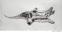 Abbildung: Drachenfisch